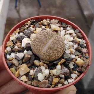 Lithops bromfieldii v. glaudinae  C 393 70 km NW Griquatown, Süd Afrika