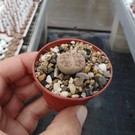 Lithops dorotheae