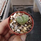 Lithops otzeniana