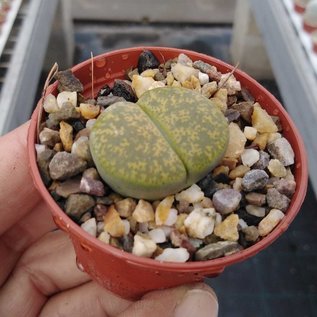 Lithops lesliei ssp. lesliei cv. Albinica  Südafrika