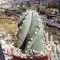 Cereus forbesii spiralis