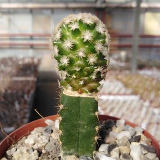 Mammillaria roemeri    gepfr.