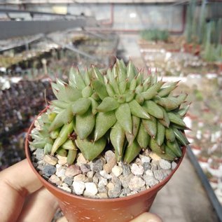 Echeveria agavoides     cristata