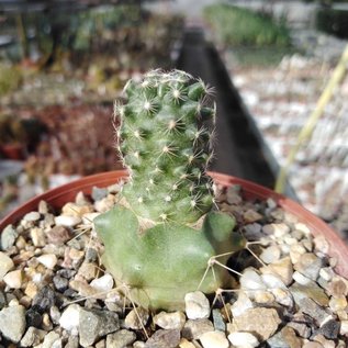 Pediocactus paradinei     gepfr.  CITES, not outside EU