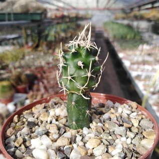 Pediocactus peeblesianus  FH 053 Holbrook, Az gepfr.  CITES, not outside EU