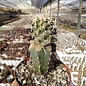 Pediocactus peeblesianus v. fickeisenii SB 469  gepfr.  CITES, not outside EU