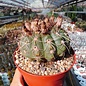 Notocactus crassigibbus