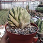 Lophocereus schottii     cristata