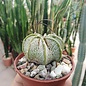 Astrophytum capricorne v. crassispinoides