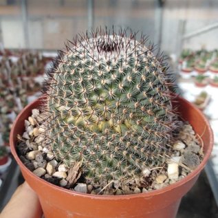 Mammillaria meissneri