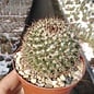 Mammillaria evermanniana