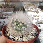 Mammillaria guelzowiana