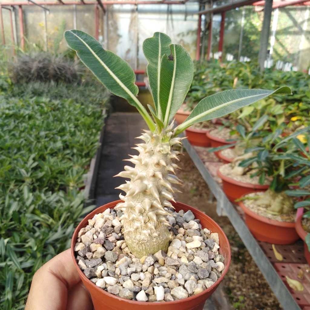 Pachypodium Densiflorum – 5 Semi Di Cactus Raro Del Madagascar, Pianta Grassa Fiorita