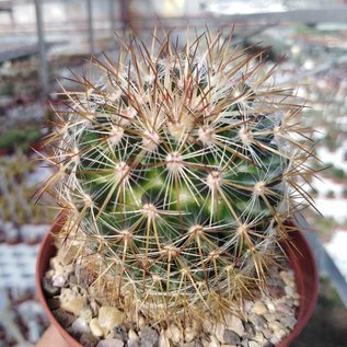 Mammillaria discolor v. longispina