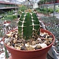 Euphorbia echinus