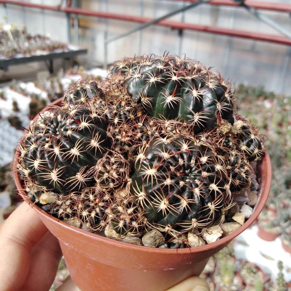 Lobivia tiegeliana WR 084a v. ruberrima Tarija, Tarija, Bolivia, 3500 m