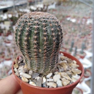 Lobivia densispina v. rebutioides