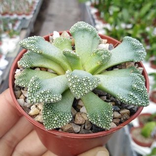 Titanopsis calcarea