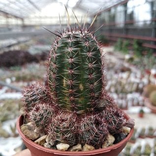 Echinopsis aurea v. shaferi STO 132/1