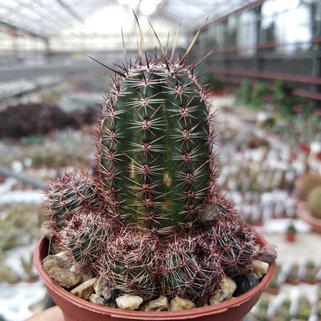Echinopsis aurea v. shaferi STO 132/1 - Uhlig Kakteen - more than 5,000