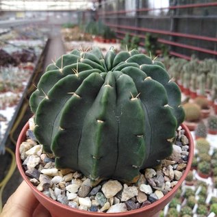 Echinopsis sp.n.  WK 861 Narvaez, Süd-Bolivien