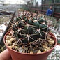 Echinopsis cardenasiana