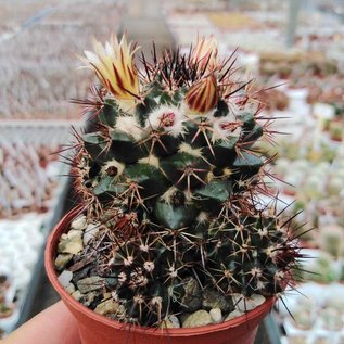 Mammillaria voburnensis