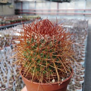 Mammillaria rhodantha