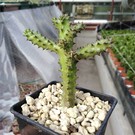 Edithcolea grandis cv. Yellow Corona