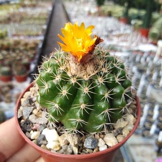 Parodia mairanana