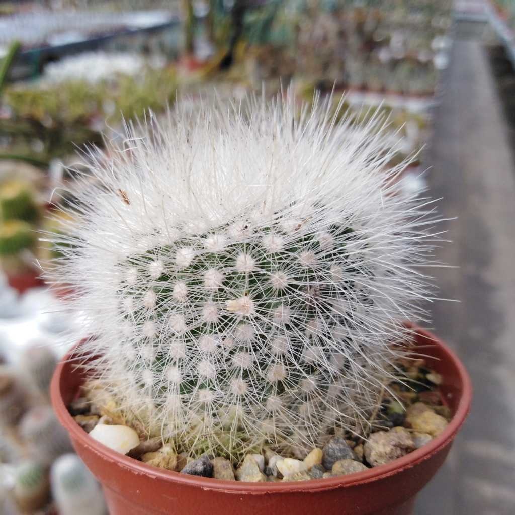 Notocactus Mueller-melchersii VG-1654-3