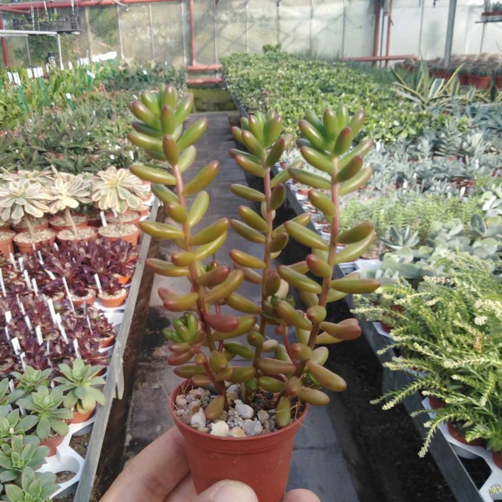 Sedum rubrotinctum Uhlig Kakteen Über 5000 verschiedene Arten