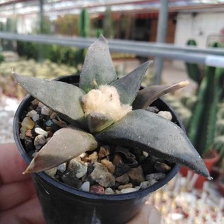 Ariocarpus trigonus  v. confusus    CITES