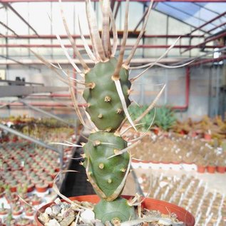 Tephrocactus articulatus v. papyracanthus