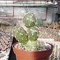 Tephrocactus alexanderi v. alexanderi