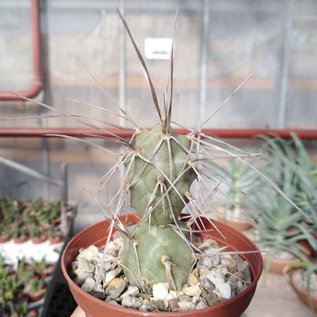 Tephrocactus hossei