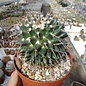 Mammillaria bucareliensis