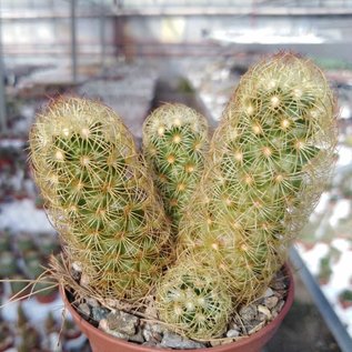 Mammillaria elongata