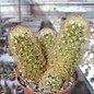 Mammillaria elongata