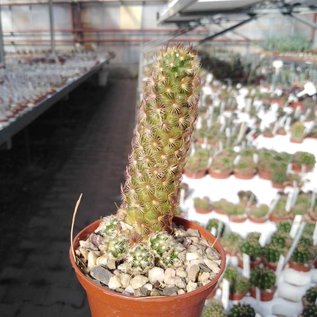 Mammillaria elongata cv. brunispina