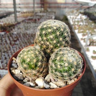 Mammillaria giselae