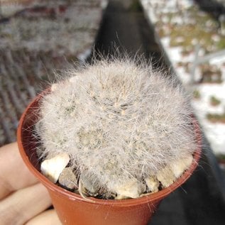 Mammillaria glassii