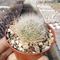 Mammillaria scheinvariana