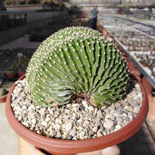 Echinopsis eyriesii     cristata