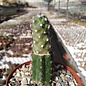 Sclerocactus cloveriae  SB 1011 San Juan County, New Mexico, USA gepfr.