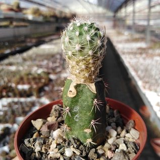 Sclerocactus wetlandicus v. ilseae  Duchesne Co, Ut gepfr.  CITES, not outside EU