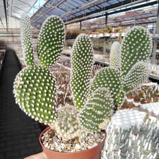 Opuntia microdasys v. albispina