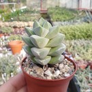 Crassula-Hybr. Moonglow