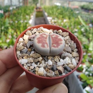 Lithops karasmontana ssp. karasmontana v. mickbergensis cv. Red Tops