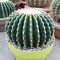 Echinocactus grusonii cv. Nudum  XL